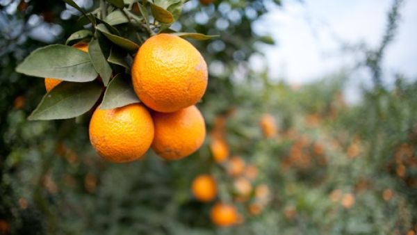 The Israeli vandals targeted an orchard near the Israeli Arab town of Kfar Qasim (Shutterstock)