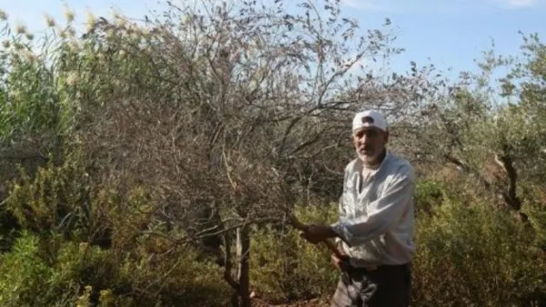 فلسطيني يقف قرب شجرة زيتون في مزرعته بالضفة الغربية