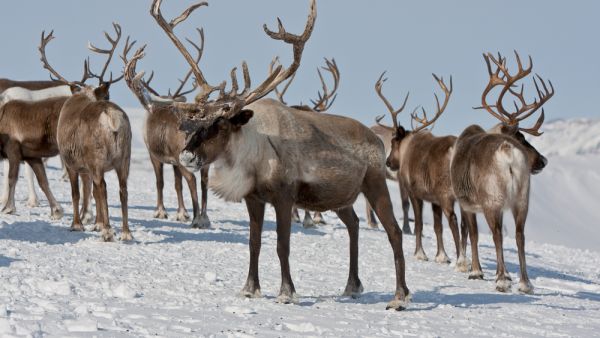 Halal reindeer is "the tastiest meat in the world!" according to the man who heads up the slaughterhouse in charge of the halal operation. (Shutterstock)