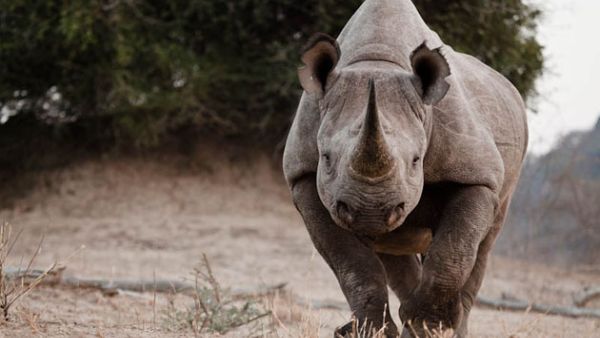 Lebanese Minister Nicolas Sehnaoui had a close encounter with the rhino kind. (image for illustrative purposes only)