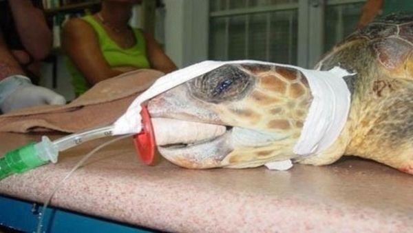 Egypt’s royal turtle was allegedly the world’s second oldest animal. (Arabiya.net)