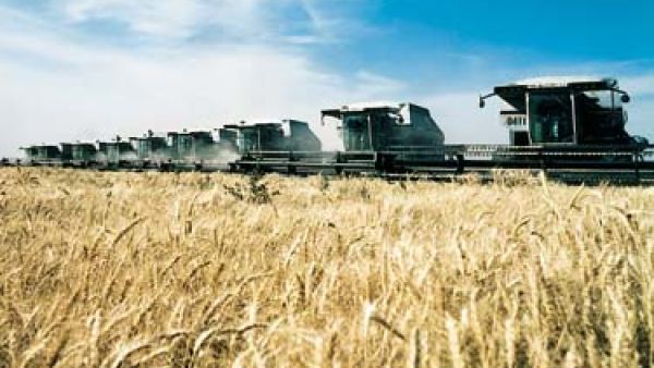 The Arab food gap is affecting most types of farm products, including cereals, what and rice (Courtesy of the Saudi Embassy)