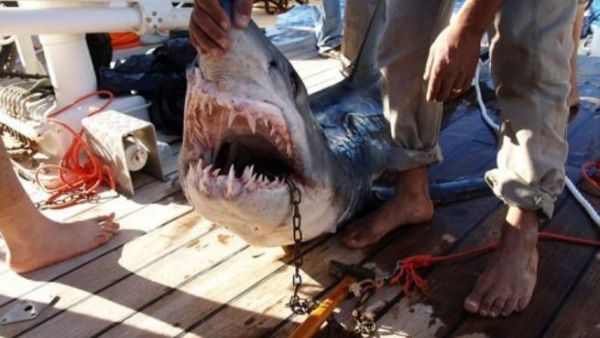 Campaigners in the UAE are trying to stem the flow if shark fin exports to Asia