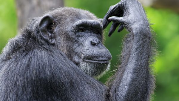 An elderly Saudi shepherdess was killed on Wednesday after a 19 year-old hunter mistook her for a monkey. (Shutterstock)