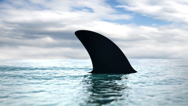 Sharks are infesting Jeddah waters in Saudi Arabia (Shark fin/Strejman/Shutterstock)