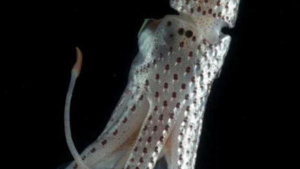 Researchers in Abu Dhabi think sea squids could help create ultra-lightweight mobile phones (Photo: animalpictures123)