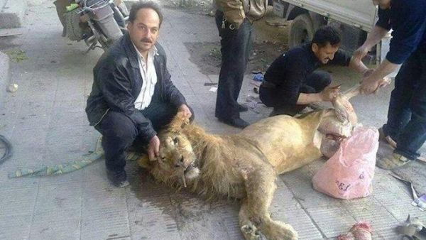 Residents off Ghouta had to slaughter a lion from Al Qarya Al Shama Zoo due to lack of food in the suburb (Courtesy of Your Middle East)