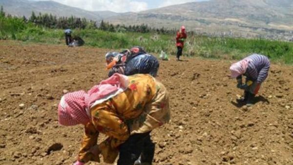 Syrian workers plant corn seeds in Makseh, in the Bekaa valley.