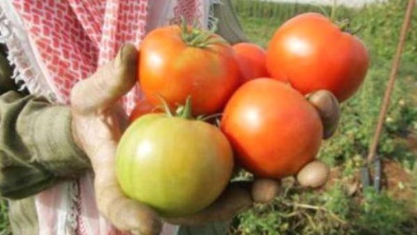 نُضج قبل الاوان