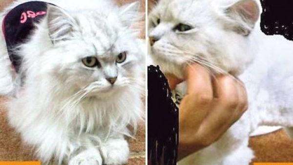 Angry pet-owner in Emirate Umm Al Quwain got less than she bargained for when her cat emerged from the salon with a new bald look.   