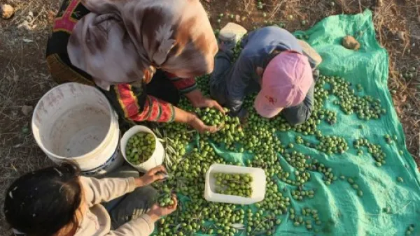 اسرة فلسطينية تجمع الزيتون في قرية سالم شرق نابلس