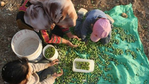 EU decides to postpone the labeling of goods produced in Israeli settlements. Here a family picks olives in the West Bank.