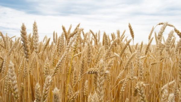 "Payment difficulties do come up and it is not a straightforward place to trade with, but deals to Iran are still being done," another European grains trade source said.
"Payment difficulties do come up and it is not a straightforward place to trade with, but deals to Iran are still being done," another European grains trade source said.
