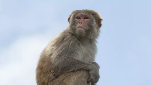 Kuwaiti citizens were not monkeying around when they alerted authorities to a lone monkey wandering the streets. (Shutterstock)