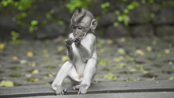 On Monday, German carmakers came under fire following revelations that they helped finance experiments which saw humans and monkeys exposed to toxic diesel fumes. (Pexels) On Monday, German carmakers came under fire following revelations that they helped finance experiments which saw humans and monkeys exposed to toxic diesel fumes. (Pexels)