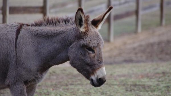 جدل بعد سماح الجزائر باستيراد لحوم البغال والحمير
