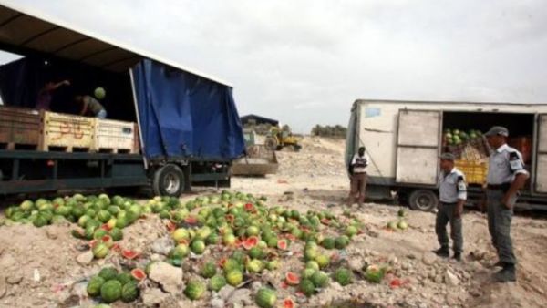 شرطيون فلسطينيون يتلفون بطيخا من انتاج المستوطنات 
