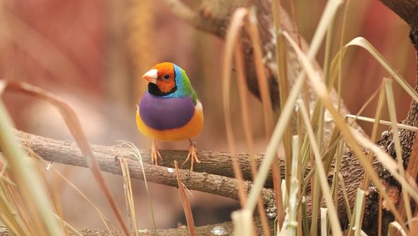 Rare and colorful birds are among the animals you can see at Al Numan Park in Oman. (Shutterstock)