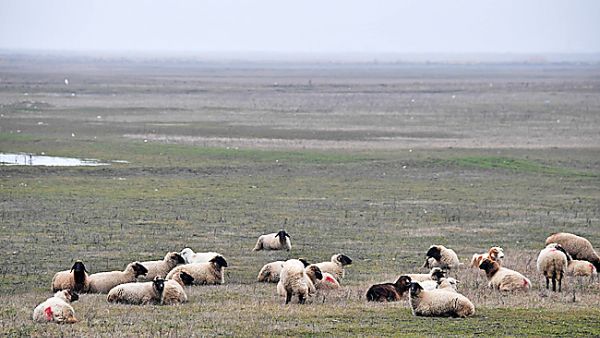 Palestinian farmer grazing sheep (AFP/File Photo)