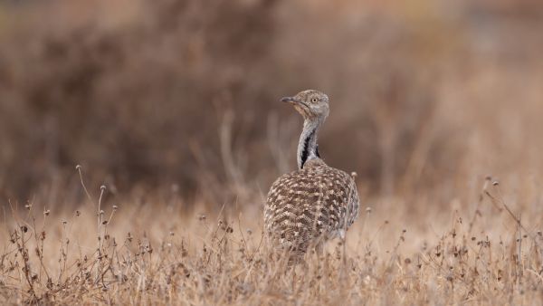 The houbara bustard has been declared a protected bird in Pakistan's Punjab province. (Shutterstock)