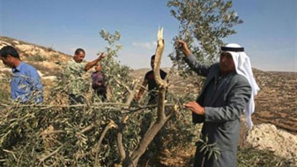 Palestinian farmers inspect destroyed olive trees near the West Bank city of Hebron, which were allegedly uprooted by Jewish settlers. (AFP/File)