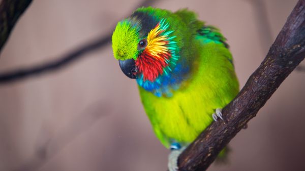 The couple's pet parrot exposed the cheating husband by reportedly repeating flirtatious sentences. (Shutterstock)
