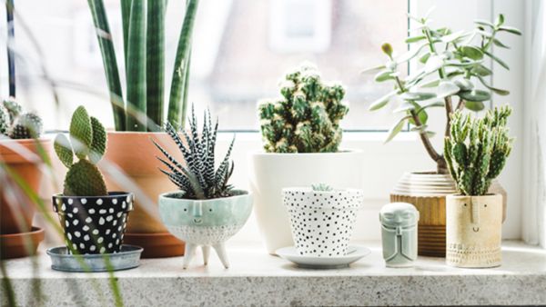 وضع النباتات تعد طريقة بسيطة وغير مكلفة لتحديث مظهر الغرفة وضع النباتات تعد طريقة بسيطة وغير مكلفة لتحديث مظهر الغرفة