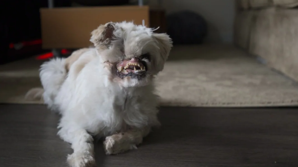 الكلبة Mugsy 