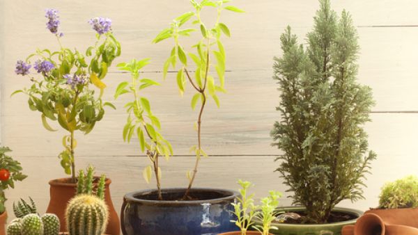 الصبار يعتبر في الفونج شوي كالسهام المسمومة
 الصبار يعتبر في الفونج شوي كالسهام المسمومة