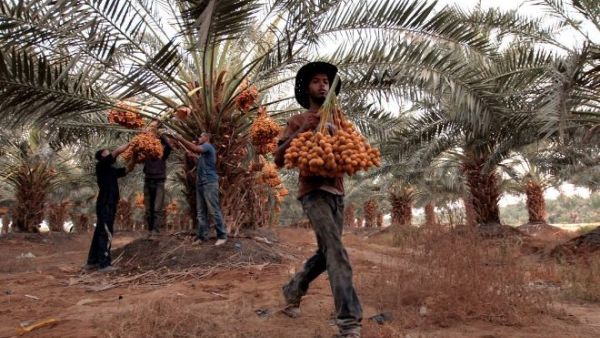 Date farmers in Jericho in the West Bank are using treated water to grow crops and expand their businesses. (Alaa Badarneh for USAID) Date farmers in Jericho in the West Bank are using treated water to grow crops and expand their businesses. (Alaa Badarneh for USAID)