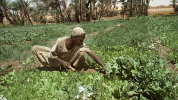 South Sudan needs to explore opportunities especially in agriculture, which is bigger and more sustainable asset than oil, on which South Sudan currently depends for 98 percent of its revenue