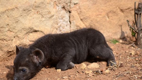 من الصعب تحديد جنس الضباع قبل مرور عام كامل على ولادتها.