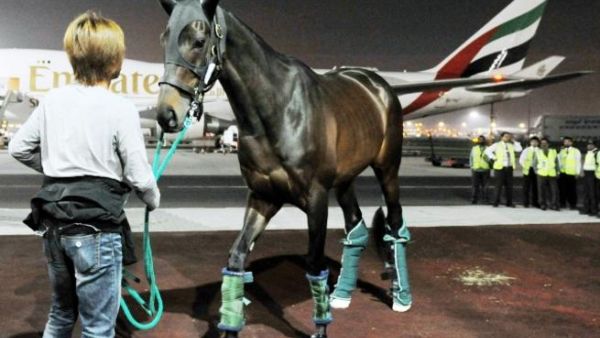 Dubai World Cup winner, Victoire Pisa