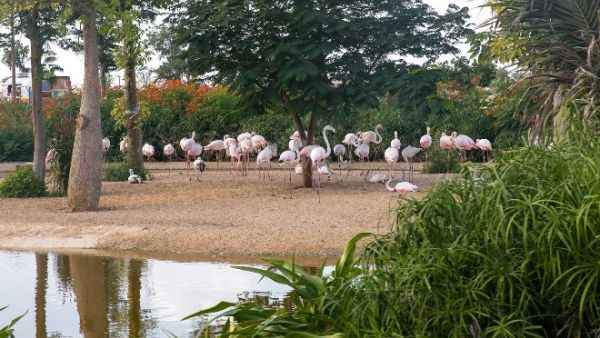 Residents and visitors are invited to visit Dubai Safari free of cost for the first two weeks since the soft opening.