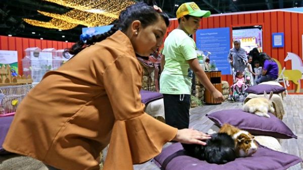 The attraction is designed to introduce children to the world of animals. The attraction is designed to introduce children to the world of animals.