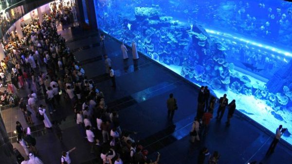 The new OLED screen at Dubai Aquarium & Underwater Zoo has received three Guinness World Records titles. (Khaleej Times) The new OLED screen at Dubai Aquarium & Underwater Zoo has received three Guinness World Records titles. (Khaleej Times)