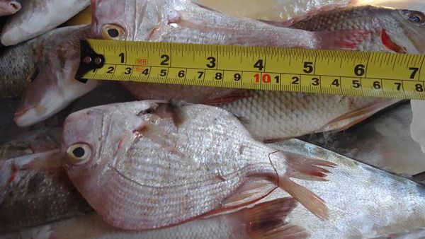 The violators have committed irregularities and showed lack of commitment to adhere to the federal legislation’s specifications on the allowed fishing equipment The violators have committed irregularities and showed lack of commitment to adhere to the federal legislation’s specifications on the allowed fishing equipment