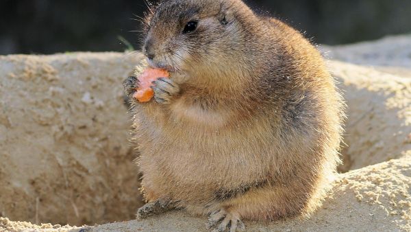 Working out with a partner will help motivate you, and keep you from looking like an overweight prairie dog. (Pixabay) 