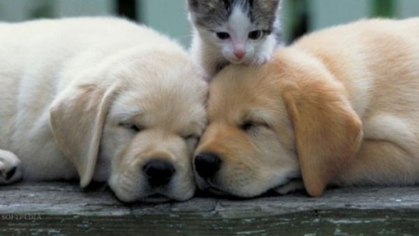 The law says it is the local governments' responsibility to care of the rehabilitation of stray animals. (Shutterstock)