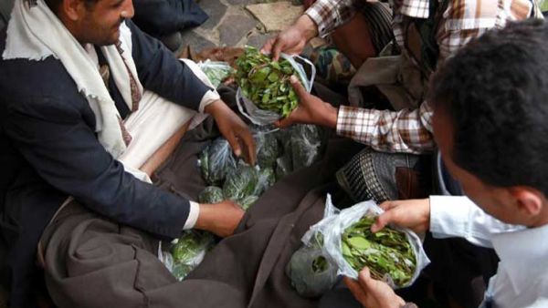 السلطات اليمنية في عدن تقرر منع توريد القات وبيعه واختصاره ليومين فقط
