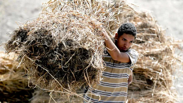 القضاء المصري يكشف قمة جبل التلاعب في توريد القمح