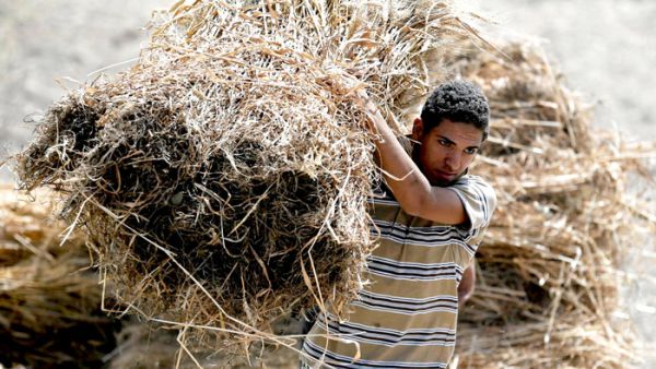 القضاء المصري يكشف قمة جبل التلاعب في توريد القمح