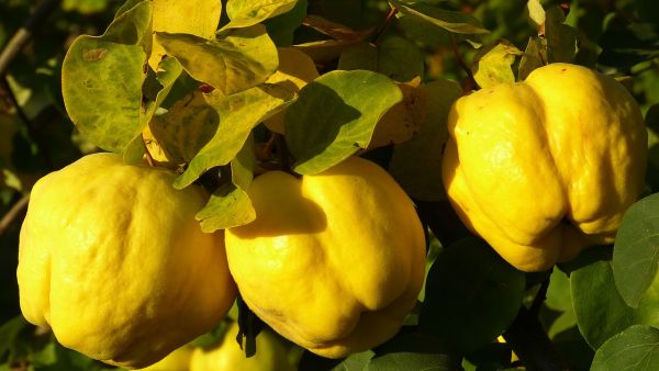 "If you have never tried quince, it is a delicious sweet and sour fruit, gives out a beautiful orange color when cooked, and can be used in thousands of ways (just like apples). Pick fat, yellow quince and avoid the ones with brown spots." (Facebook) 