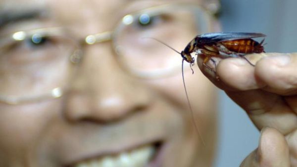 Cockroach (AFP/File Photo)