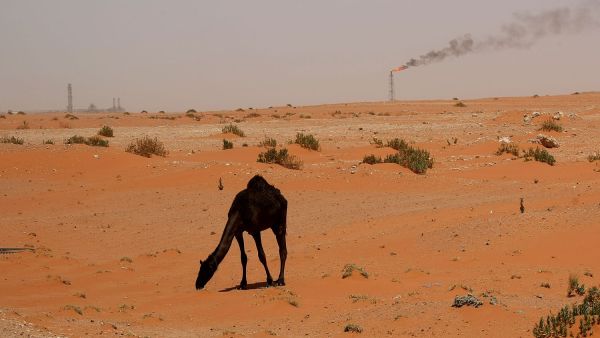 A camel wanders as an oil instillation looms in the distance in Saudi Arabia.  While countries like Saudi Arabia are reliant on the sale of oil, this production contributes to harmful climate change that may make much of the region uninhabitable by 2100, writes Juan Cole.  (AFP/Marwan Naamani)