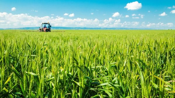 The Ministry of Environment, Water and Agriculture announced that corn, olives, grapes and pumpkins will be added to the list of crops banned for export. (Shutterstock)