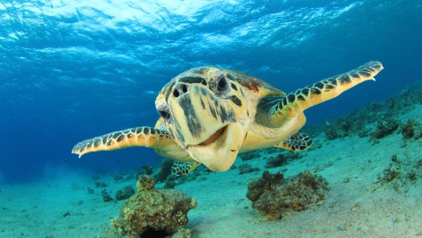 The turtle appears to be a Hawksbill turtle, which is native to the Middle East. (Shutterstock)