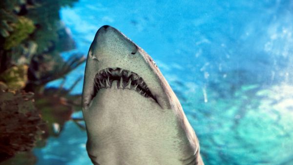 Dozens of illegally hunted and traded sharks were confiscated during the raid, as well as illegal tobacco and produce. (Shutterstock)