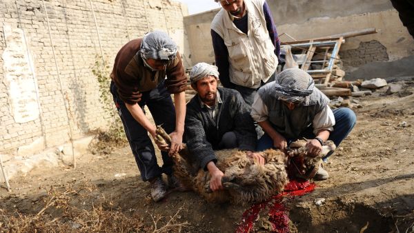 Eid al-Adha, the Feast of the Sacrifice, is marked by Muslims around the world by slaughtering a sacrificial sheep, goat, cow, or camel. (AFP/File)