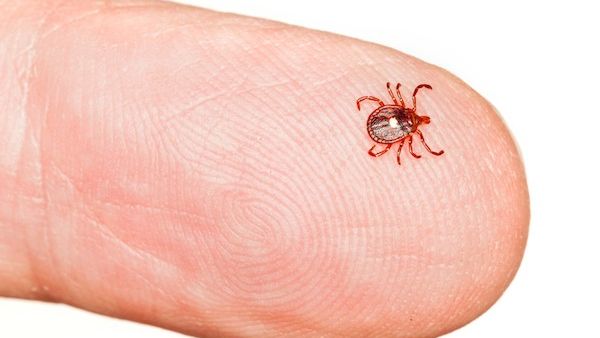 A tiny tick can cause a huge health problem! (Shutterstock)